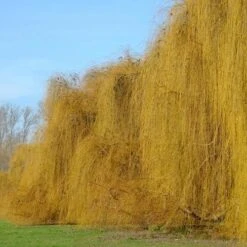 Salix Babylonica Pendula - Weeping Willow -Plant Series Store Salix babylonica 04