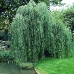 Salix Babylonica Pendula - Weeping Willow -Plant Series Store Salix babylonica 05