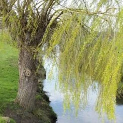 Salix Babylonica Pendula - Weeping Willow -Plant Series Store Salix babylonica 06