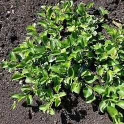 Salix Nakamurana Var. Yezoalpina -Plant Series Store Salix nakamurana 05