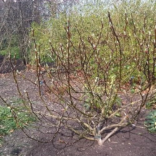 Salix Fargesii 2 Salix Fargesii - Image 2