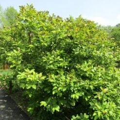 Salix Fargesii 6 Salix Fargesii -Plant Series Store Salix fargesii 4 0541e20c f72d 472e b8fe b94ffefd01a6