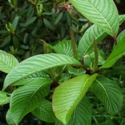 Salix Fargesii 7 Salix Fargesii -Plant Series Store Salix fargesii 9fa5ae18 a65e 4490 b495 38cdaf9f3a95