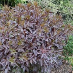 Sambucus Nigra Black Beauty (Gerda) -Plant Series Store Sambucus Black Beauty01
