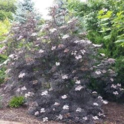 Sambucus Nigra Black Beauty (Gerda) -Plant Series Store Sambucus Black Beauty02