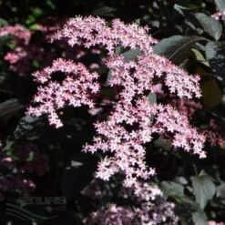 Sambucus Nigra Black Beauty (Gerda) -Plant Series Store Sambucus Black Beauty04