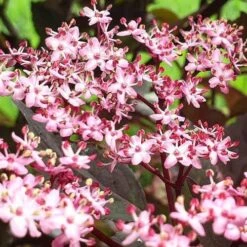 Sambucus Nigra Black Beauty (Gerda) -Plant Series Store Sambucus Black Beauty06