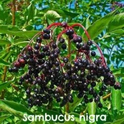 Permaculture Hedge Mix -Plant Series Store Sambucus nigra 08 b062560f da03 445b 8d97 a0aa0571734b