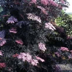 Sambucus Nigra Black Lace (Eva) -Plant Series Store Sambucus nigra Black Lace 04