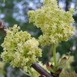 Sambucus Racemosa Plumosa Aurea -Plant Series Store Sambucus racemosa Plumosa Aurea 02