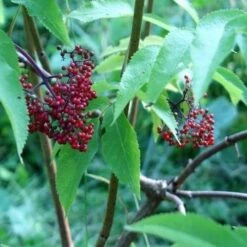 Sambucus Racemosa Plumosa Aurea -Plant Series Store Sambucus racemosa Plumosa Aurea 04