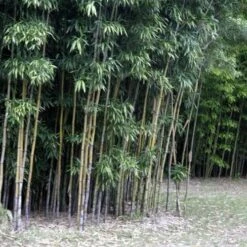 Semiarundinaria Fastuosa AGM -Plant Series Store Semiarundinaria fastuosa 02