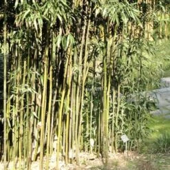 Semiarundinaria Fastuosa AGM -Plant Series Store Semiarundinaria fastuosa 03