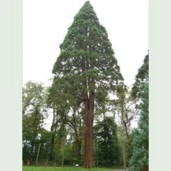Sequoiadendron Giganteum - Giant Redwood