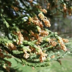 Sequoiadendron Giganteum - Giant Redwood -Plant Series Store Sequoiadendron giganteum 03