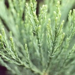 Sequoiadendron Giganteum - Giant Redwood -Plant Series Store Sequoiadendron giganteum 05