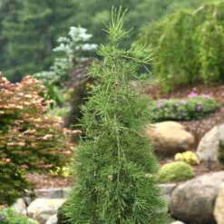 Sequoiadendron Giganteum Barabits’ Requiem -Plant Series Store Sequoiadendron giganteum Barabits Requiem 04