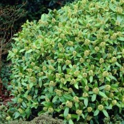 Skimmia X Confusa Kew Green - Male -Plant Series Store Skimmia confusa Kew Green 03