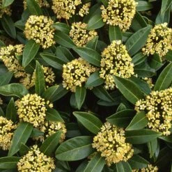 Skimmia X Confusa Kew Green - Male -Plant Series Store Skimmia confusa Kew Green 05