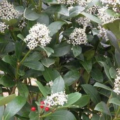 Skimmia Japonica Subsp. Reevesiana - Self Fertile -Plant Series Store Skimmia japonica reevesiana05