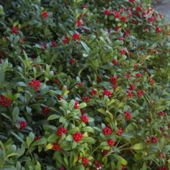 Skimmia Japonica Subsp. Reevesiana - Self Fertile -Plant Series Store Skimmia japonica reevesiana06