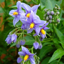 Solanum Crispum Glasnevin -Plant Series Store Solanum crispum Glasnevin 03