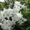 Solanum Jasminoides (laxum) Album