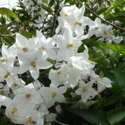 Solanum Jasminoides (laxum) Album
