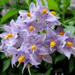 Solanum Jasminoides Blue -Plant Series Store SolanumjasminoidesBlue