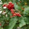 Sorbus X Thuringiaca Fastigiata
