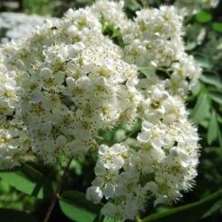 Sorbus X Thuringiaca Fastigiata 8 Sorbus X Thuringiaca Fastigiata -Plant Series Store Sorbus thuringiaca fastigiata 03