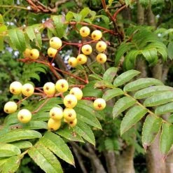 Sorbus Joseph Rock -Plant Series Store Sorbus Joseph Rock 01