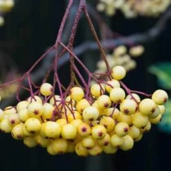 Sorbus Joseph Rock -Plant Series Store Sorbus Joseph Rock 02