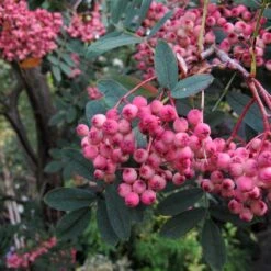 Sorbus Pseudohupehensis Pink Pagoda -Plant Series Store Sorbus Pink Pagoda 05