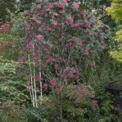 Sorbus Pseudohupehensis Pink Pagoda -Plant Series Store Sorbus Pink Pagoda 06