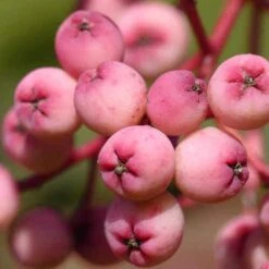 Sorbus Pseudohupehensis Pink Pagoda -Plant Series Store Sorbus Pink Pagoda 09