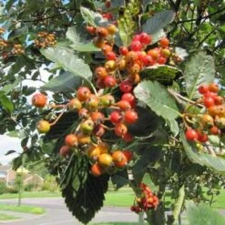 Sorbus Aria Lutescens - Whitebeam -Plant Series Store Sorbus aria Lutescens 01