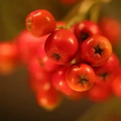 Sorbus Aria Majestica - Whitebeam -Plant Series Store Sorbus aria majestica 04