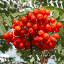 Sorbus Aucuparia Cardinal Royal -Plant Series Store Sorbus aucuparia Cardinal royal 01
