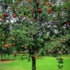 Sorbus Aucuparia Cardinal Royal