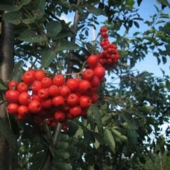 Sorbus Aucuparia Sheerwater Seedling