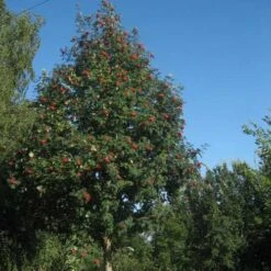 Sorbus Aucuparia Sheerwater Seedling -Plant Series Store Sorbus aucuparia Sheerwater Seedling 04