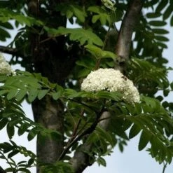 Sorbus Aucuparia Sheerwater Seedling -Plant Series Store Sorbus aucuparia Sheerwater Seedling 05x