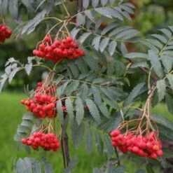 Sorbus Aucuparia Asplenifolia