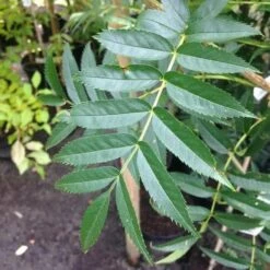 Sorbus Commixta Olympic Flame -Plant Series Store Sorbus commixta Olympic Flame FF