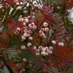 Sorbus Vilmorinii -Plant Series Store Sorbus vilmorinii 02