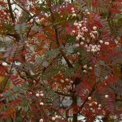 Sorbus Vilmorinii -Plant Series Store Sorbus vilmorinii 04