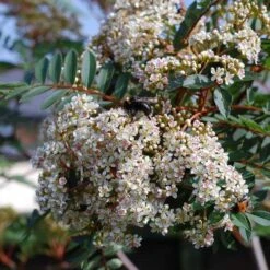 Sorbus Vilmorinii -Plant Series Store Sorbus vilmorinii 05