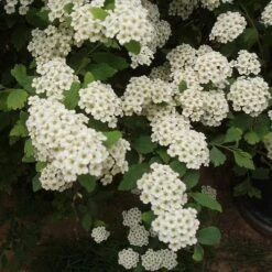 Mixed Flowering Hedge -Plant Series Store Spiraea nipponica June Bride 01x 6be8ec59 5ee3 45cd 865f 21be4327aeb1
