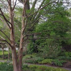 Stewartia Pseudocamellia Koreane - Korean Stewartia -Plant Series Store Stewartia pseudocamellia Koreane 02